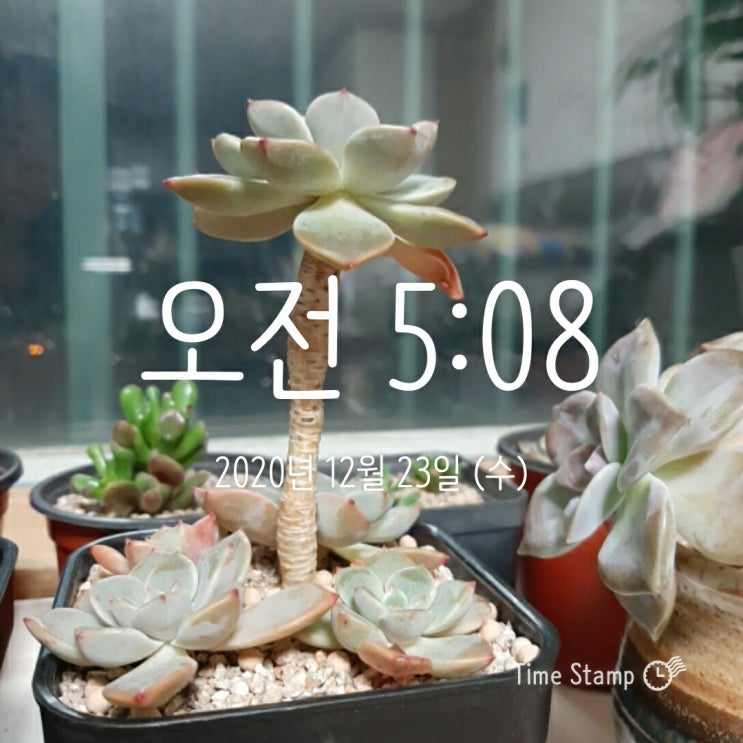  새벽 기상 12-23