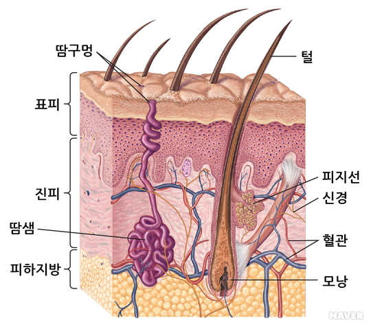  [아르케스파] 피부층 분석