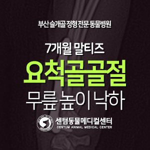  [케이스 소개] 7개월 / 말티즈 / 요척골 골절 / 무릎 높이 낙하 (부산 플레이트 수술 전문 동물병원, 센텀동물메디컬센터)