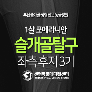  [케이스 소개] 1살 / 포메라니안 / 슬개골 탈구 / 좌측 후지 3기 (다리를 들고 다녀요)