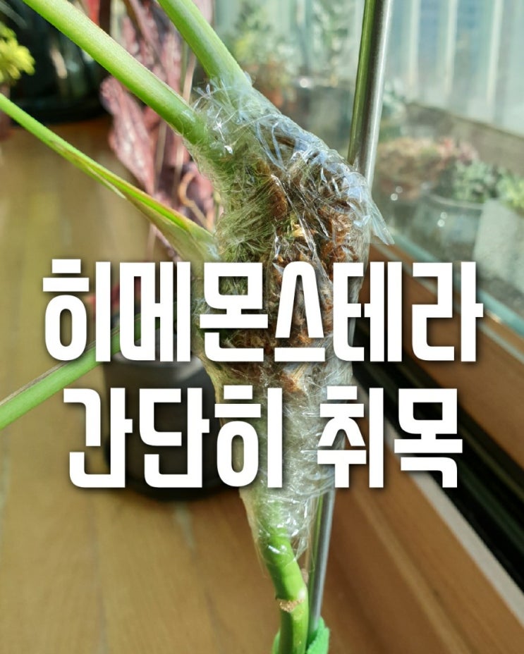  히메몬스테라 취목하기