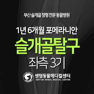 [케이스 소개] 1년 6개월 / 포메라니안 / 슬개골 탈구 / 좌측 3기 (내측 GRADE 3, 부산 센텀동물메디컬센터)