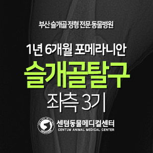  [케이스 소개] 1년 6개월 / 포메라니안 / 슬개골 탈구 / 좌측 3기 (내측 GRADE 3, 부산 센텀동물메디컬센터)