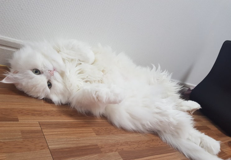  고양이 비만 미리 예방하세요
