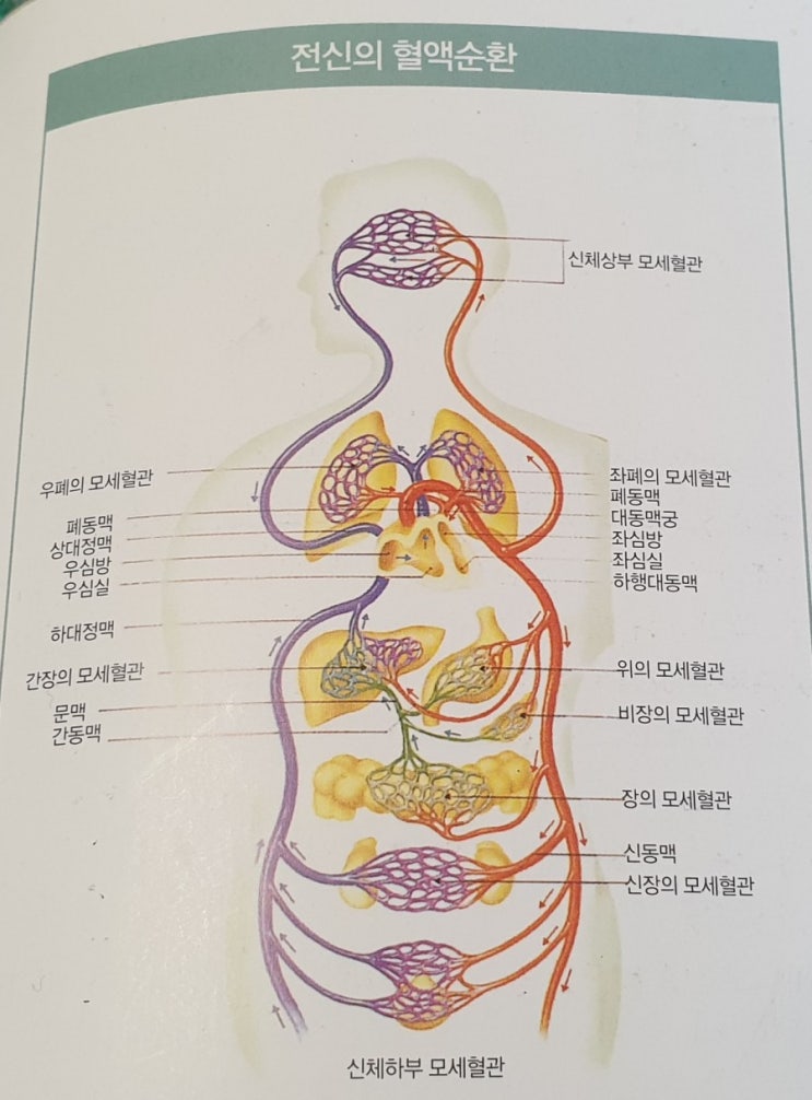 모세혈관 순환 세정맥 세동맥 |  유니시티코리아 유여림