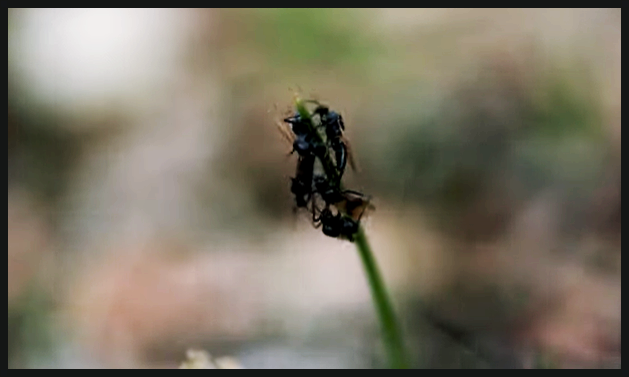 날개달린개미 출몰 신속하게 퇴치하기 : 네이버 블로그
