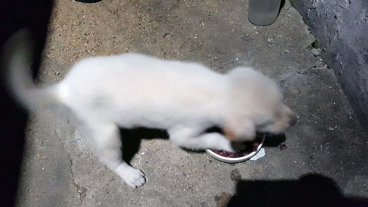  버려진 강아지 구출