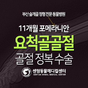  [치료 증례] 11개월 / 포메라니안 / 요척골 골절 / 골절 정복 수술 (강아지 앞다리 통증, 부산 외과 동물병원)
