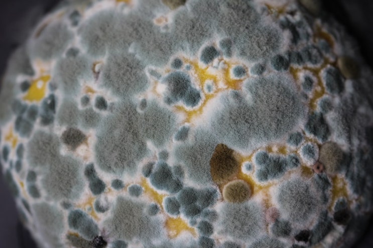 엄지의제왕 곰팡이균 향균 항균찜질팩 결명자 보리