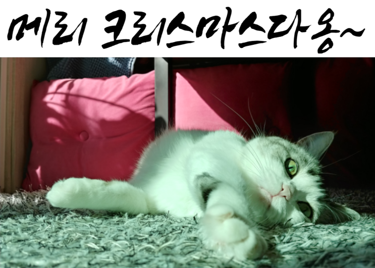  고양이는 기분이 좋습니다
