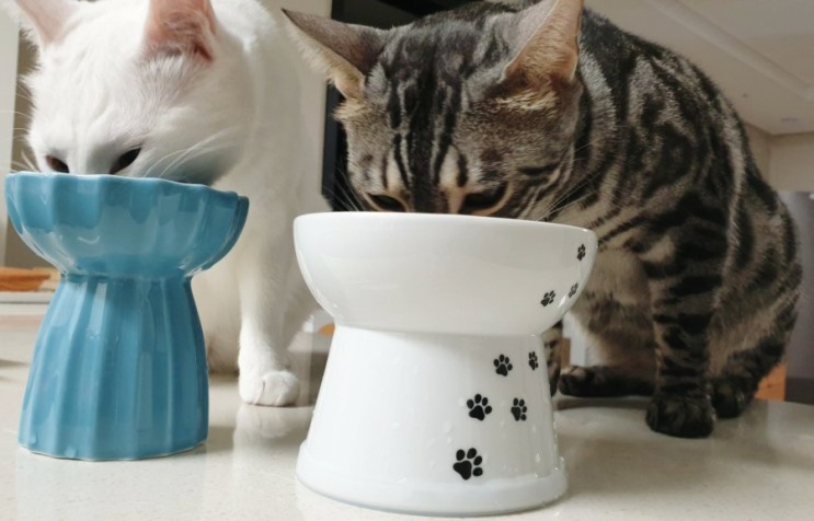 [고양이용품] 고양이간식그릇- 네코이찌/피단 솔직장단점 비교