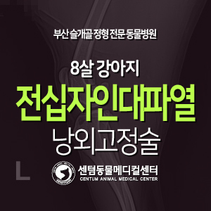  [케이스 소개] 8살 / 강아지 / 전십자인대파열 / 낭외고정술 (24시간 모니터링 입원 케어 동물병원, 센텀동물메디컬센터)