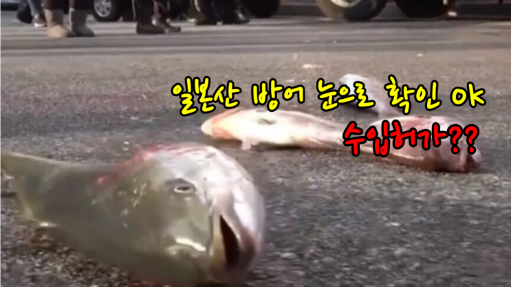  요즘 방어 제철인데... 알고보니 일본산?