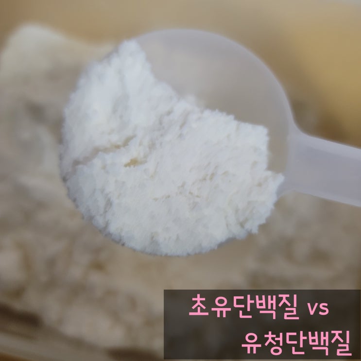  초유 단백질 vs 유청단백질