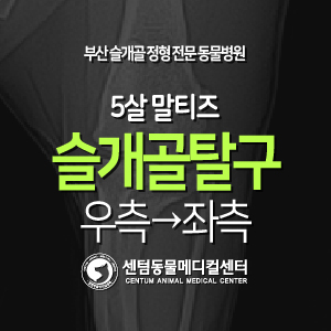  [케이스 소개] 5살 / 말티즈 / 슬개골 탈구 / 우측→좌측 (양측)