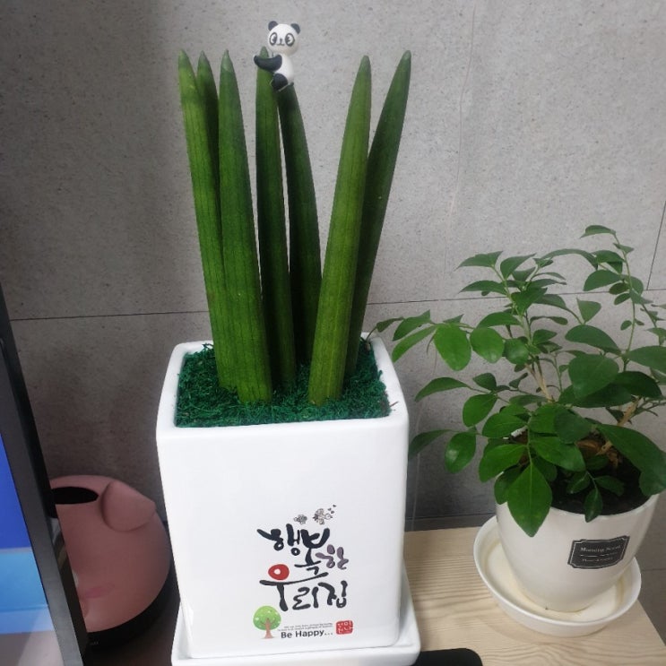  스투키선물 새식구 스투키키우기와 물주기