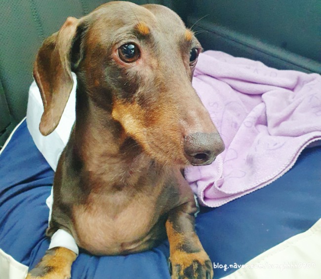  애견부신피질기능항진증=강아지쿠싱증후군증상. 럭키가 복용중인 쿠싱보조제 알아보아요.