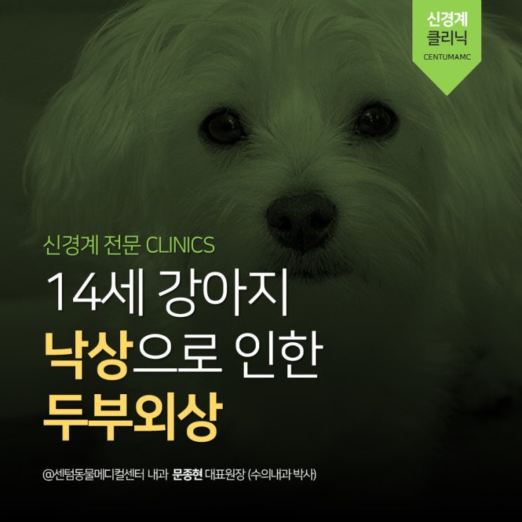  [신경계 전문 동물병원] 강아지 두부외상, 뇌진탕, 발작 (의자에서 떨어진 노령견)
