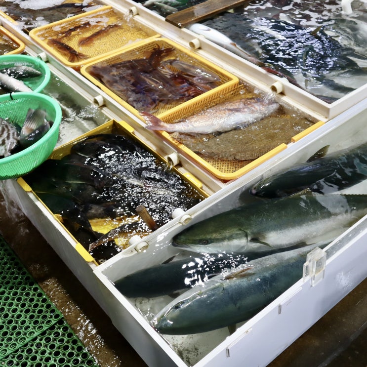  주문진 수산시장, 수산물 좌판 풍물시장, 대게, 갈치, 건오징어 구매
