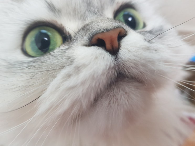  고양이 그르릉 골골송 하는 이유 알아보기