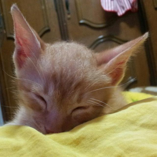  아기고양이 구조시 대처법, 쏘야와 묘연