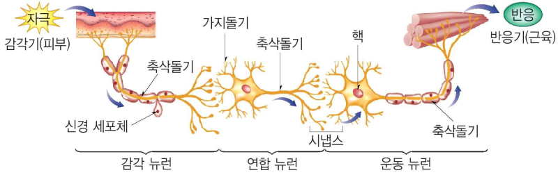 Ⅲ-1. 뉴런의 구조와 기능 : 네이버 블로그