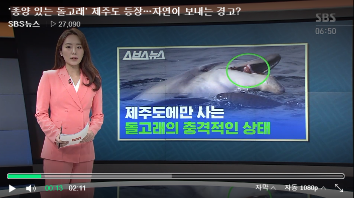 '종양 있는 돌고래' 제주도 등장…자연이 보내는 경고? / SBS뉴스 '종양 있는 돌고래' 제주도 등장…자연이 보내는 경고? / SBS뉴스