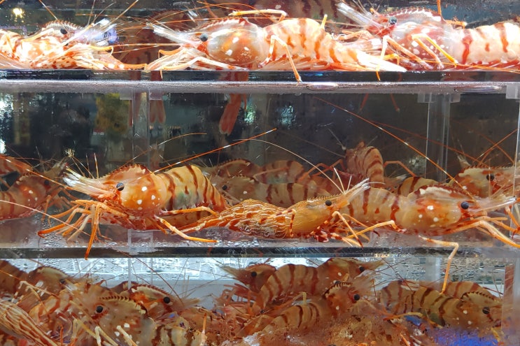  부산 독도새우 전문점 연산동 수산명가 한창정보타운점