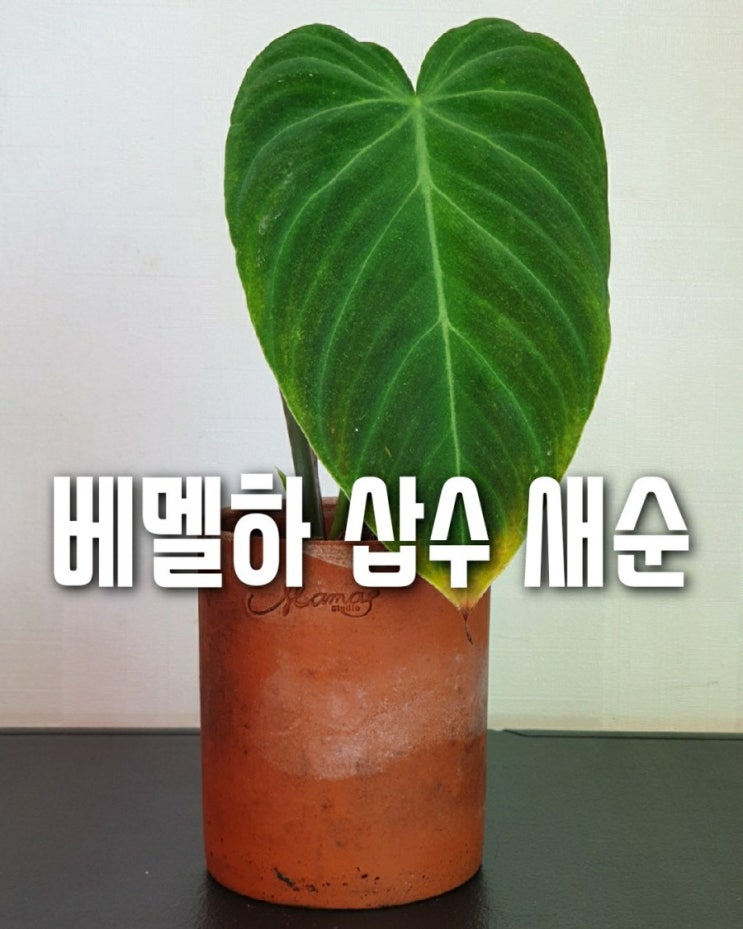  필로덴드론 베멜하