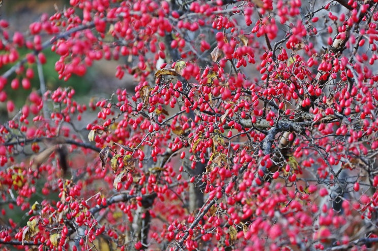 열매사진(25) 산수유나무 열매