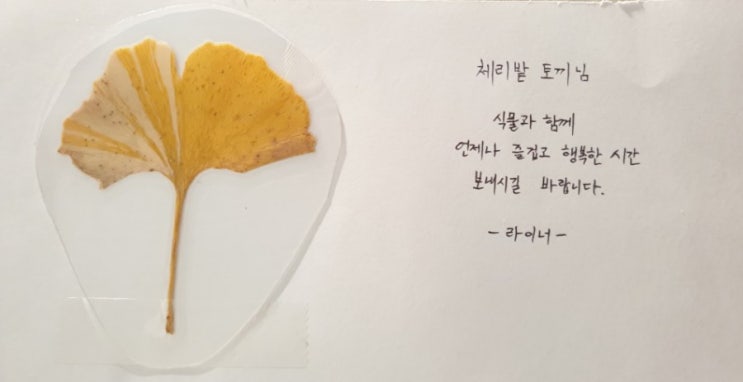  무늬은행나무 책갈피