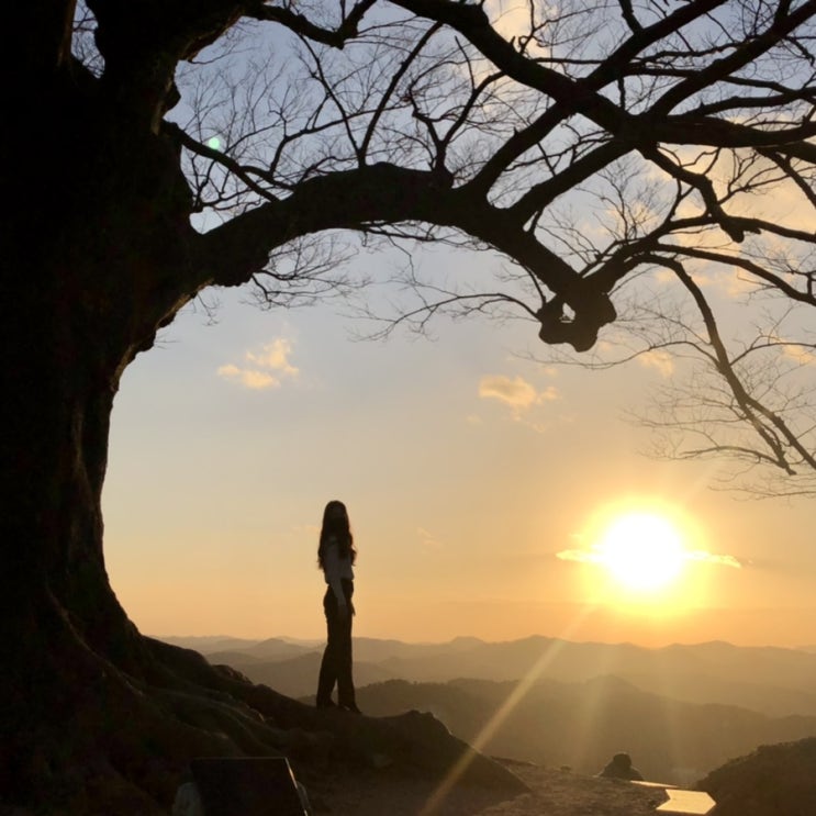 충남 부여 핫플 ‘성흥산성 사랑나무’ 사진찍기 충남 부여 핫플 ‘성흥산성 사랑나무’ 사진찍기