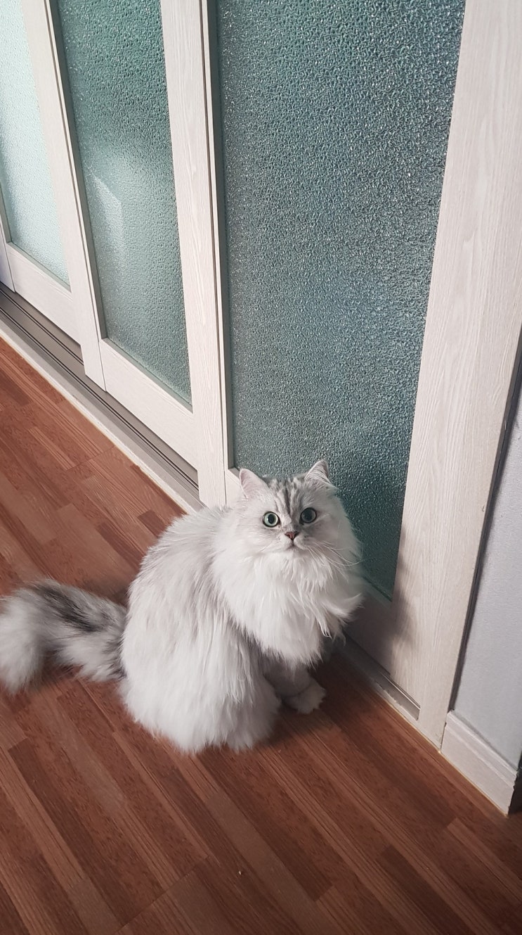 고양이 현관문 앞에서 우는 행동을 하는 이유는?