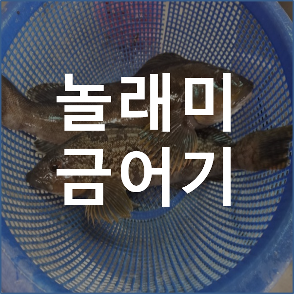  놀래미 금어기와 놀래미 회 맛있게 먹는 방법.