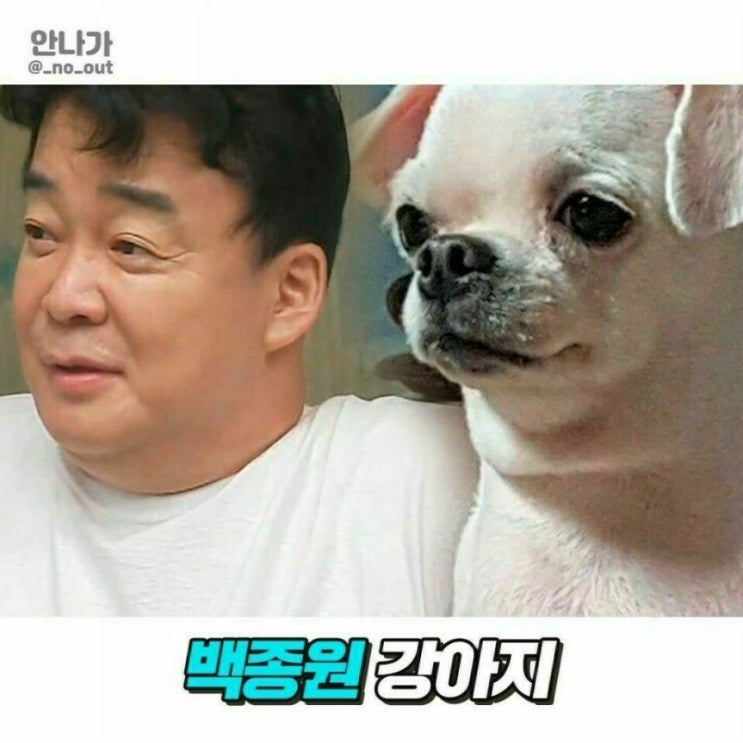  연예인 닮은 강아지들