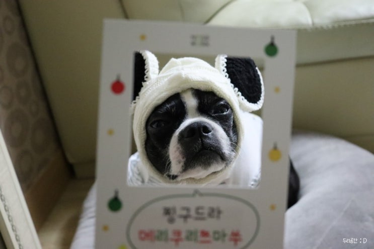  강아지 불리불안 노즈워크장난감 훈련의 중요성