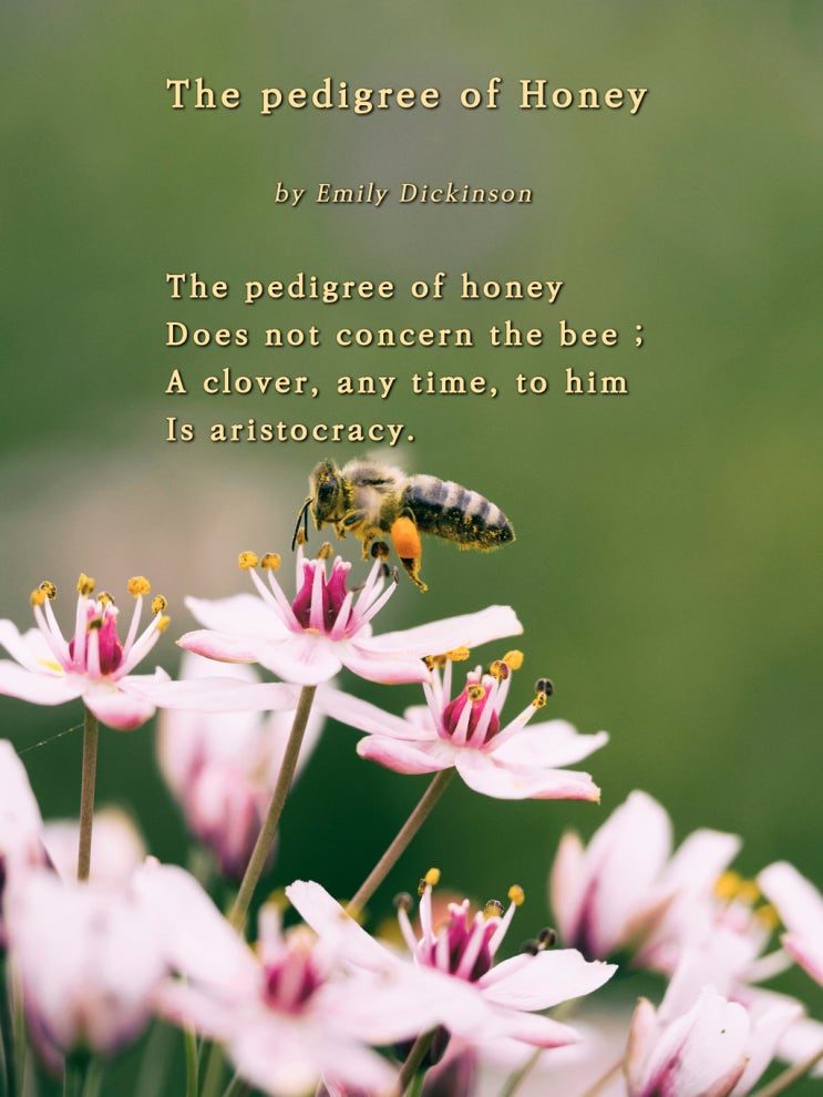  The pedigree of Honey, by Emily Dickinson (에밀리 디킨슨)