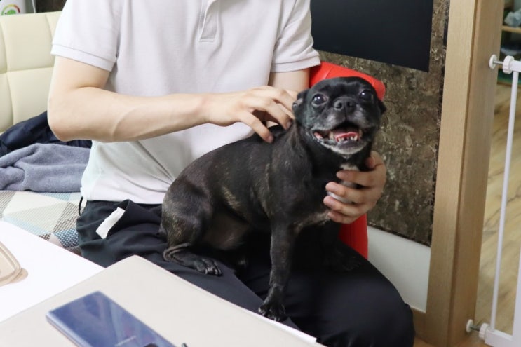  강아지 방문훈련 받았던 이야기