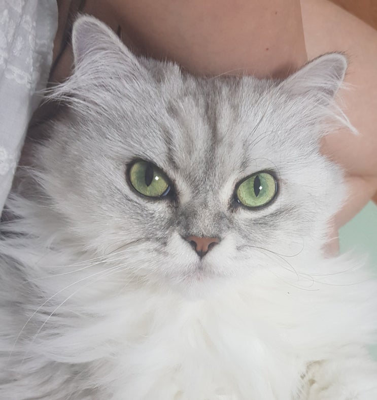  고양이 눈과 색맹에 대한 궁금증 풀기