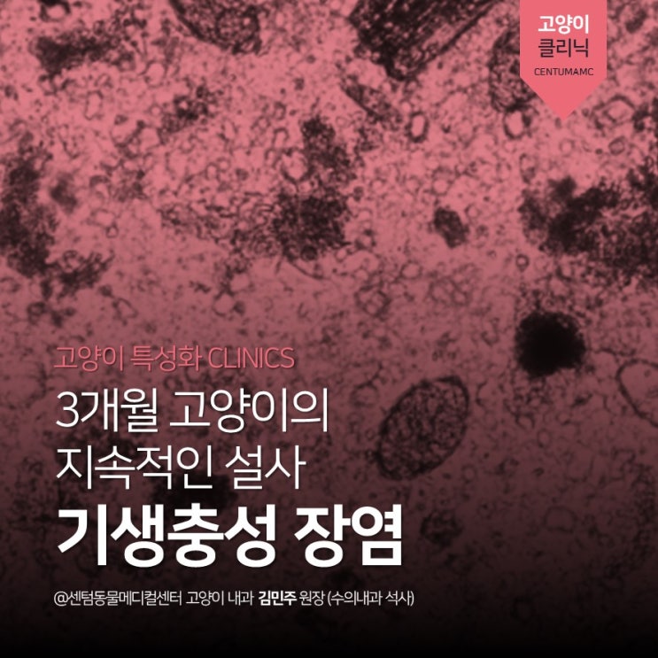  [고양이클리닉] 3개월 고양이 만성설사, 기생충성 장염 (부산 고양이 전문 동물병원, 센텀동물메디컬센터)