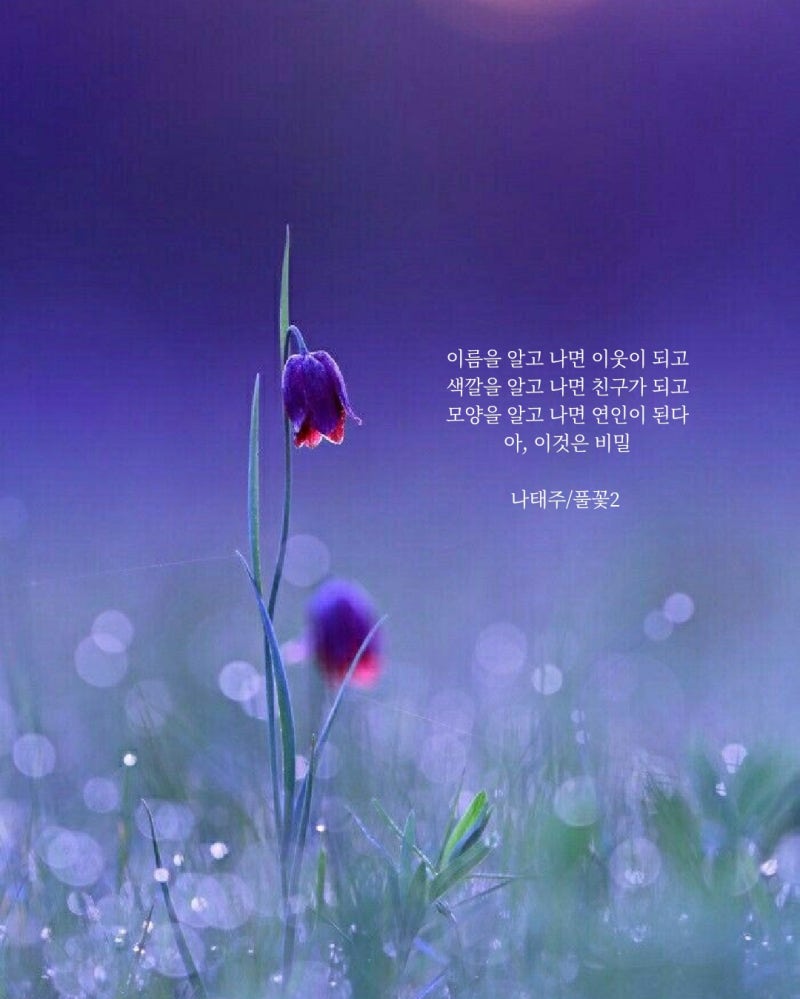 풀꽃 - 나태주 : 네이버 블로그