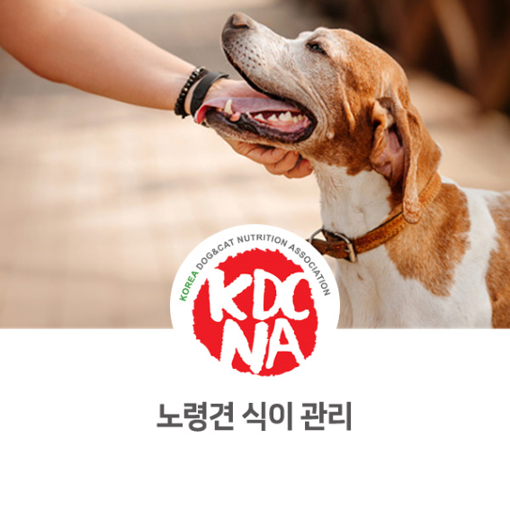  [전주/군산/포항/경주/광주/목포/순천 펫푸드자격증] 펫영양사가 알려주는 반려동물 노령의 기준과 식이관리_684
