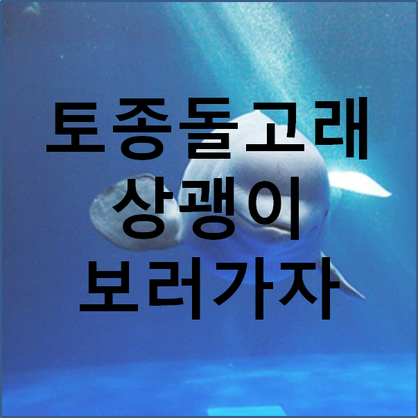  상괭이 바다에서 볼 수 있는 곳. 대한민국 토종 돌고래 상괭이를 살립시다.