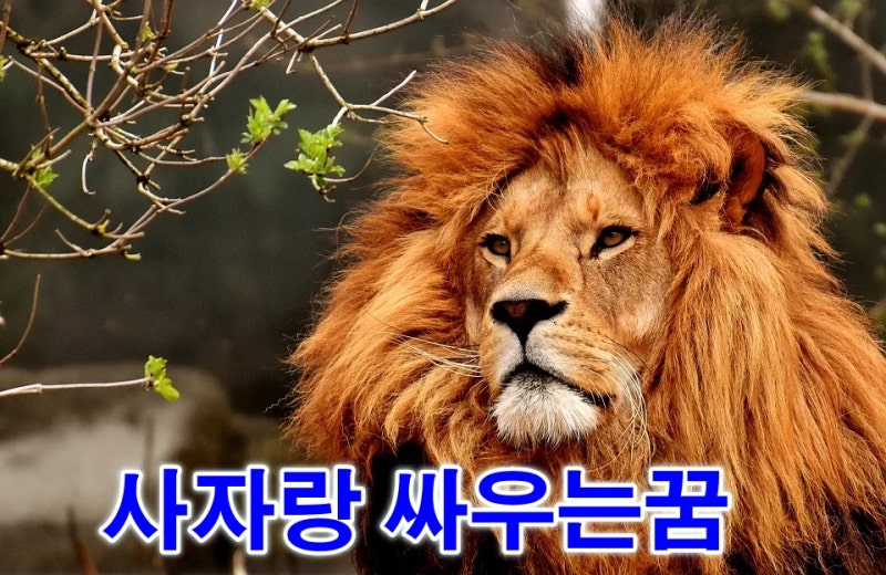 사자꿈 아기사자꿈 호랑이꿈해몽 정리