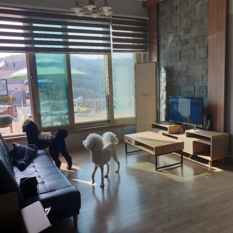  경기도애견펜션 위드독애견펜션 방문후기