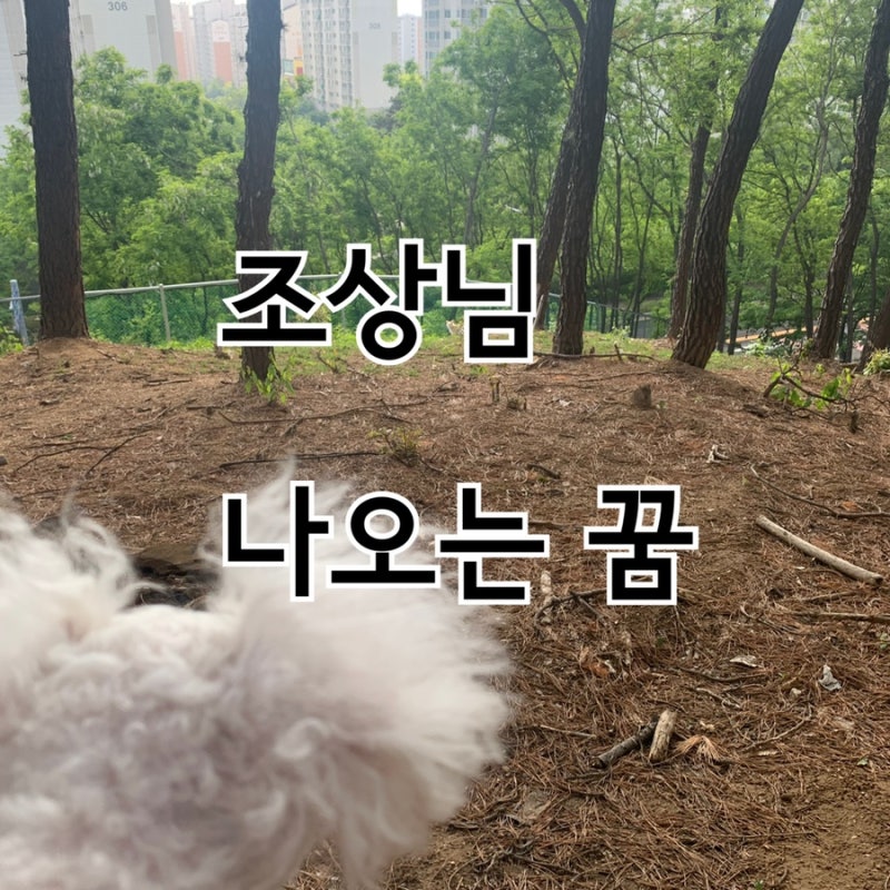 돌아가신 할아버지 할머니 조상님 나오는 꿈해몽 풀이