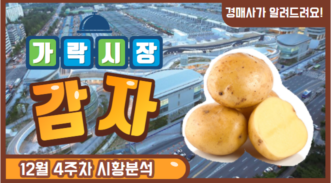 경매사가 알려드립니다. 12월4주차 가락시장 감자 유통현황!