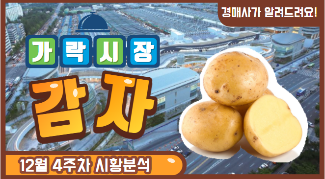  경매사가 알려드립니다. 12월4주차 가락시장 감자 유통현황!