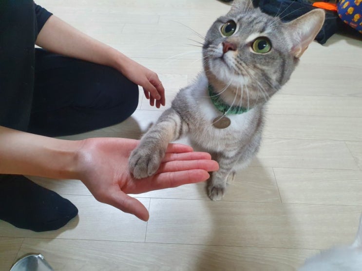  고양이 손 훈련 ! 고양이 간식으로 마도로스펫 북어트릿 추천합니다