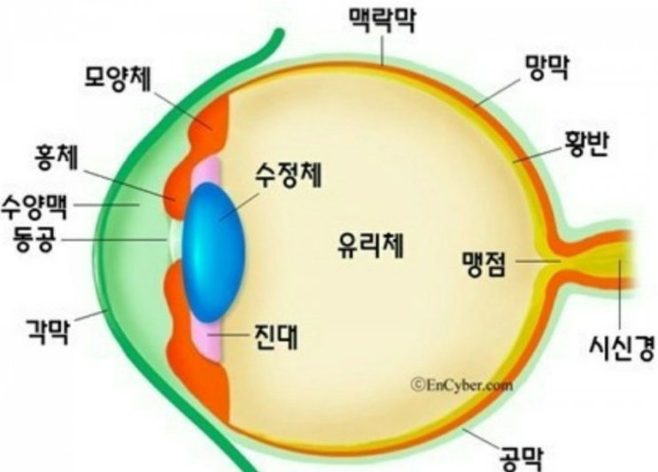  눈관리와 눈건강 | 비전에센셜플러스 | 유니시티코리아 유여림